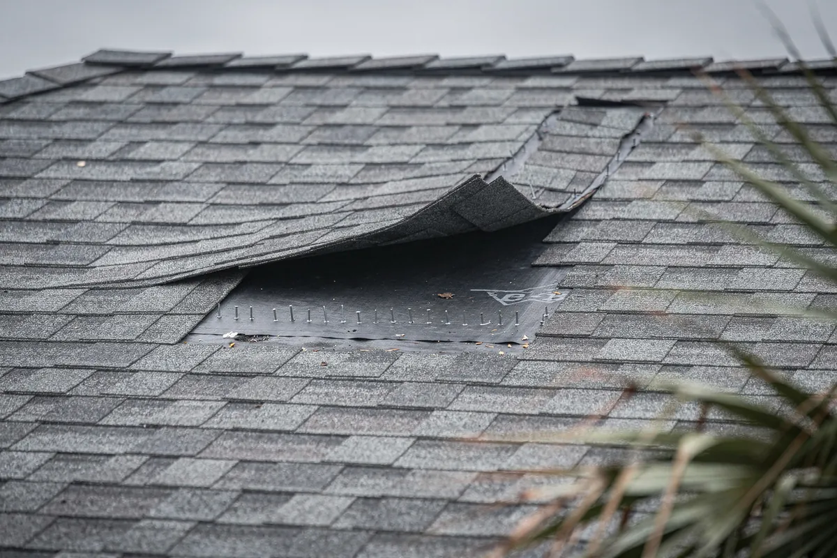 Shingles lifted and peeled back by wind exposing the underlayment